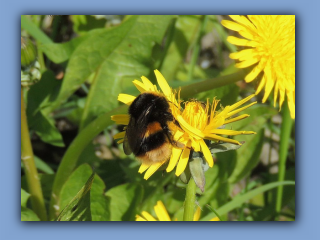 White-tailed Bumblebee. Hetton Park. 24th April 2024..jpg